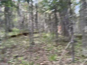 По лесной тропе