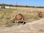 Путешествие через Казахстан на машине, 3 фото 3