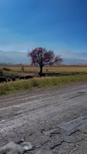 Video by Danil Shiryaev
