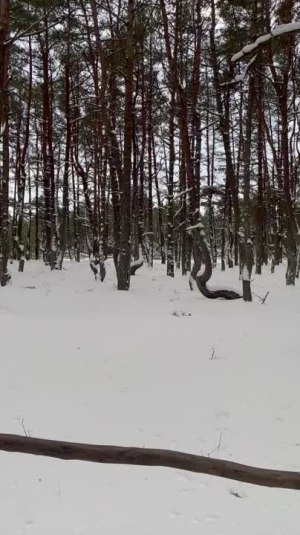 Video by Danil Shiryaev
