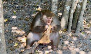 🐒 Monkey Island - Остров обезьян, фото 5