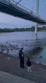 Река Енисей и уточки