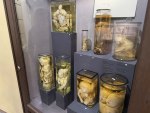 Анатомическая выставка младенцы