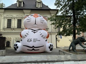 Амурский тигр
