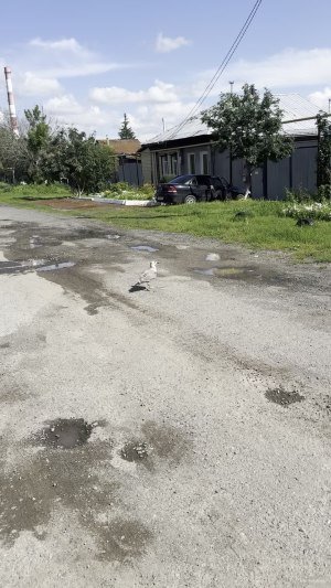 Неожиданная встреча чайки