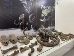 Останки скелета древнего шерстистого носорога