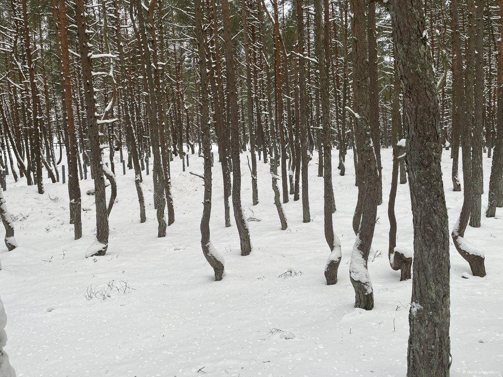 Танцующий лес