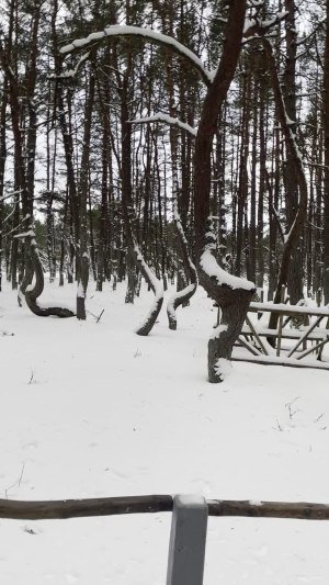 Танец леса под музыку 